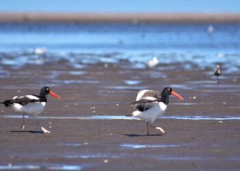 Taller teórico práctico gratuito de iniciación a la observación de aves en la Biblioteca Popular Monte Hermoso