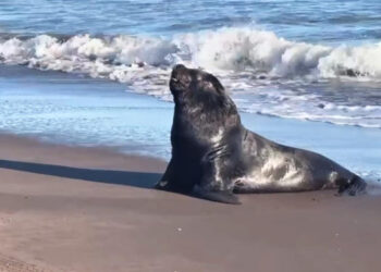 Video de un encantador viajero en la costa de Sauce Grande. Cómo actuar ante el avistamiento de estos turistas