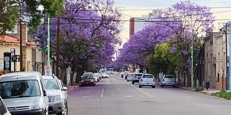 Bahía Blanca pintado de Jacarandá