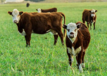 Novillos alimentados a pasto natural