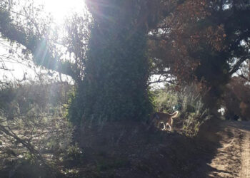 Camino sinuoso en Monte Hermoso