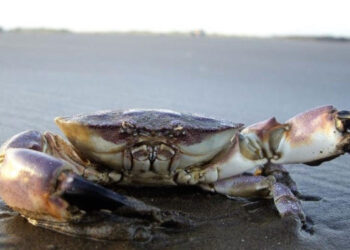 Por qué «para atrás como el cangrejo» si va de costado. ¿Y por qué se habla de «la inmortalidad del cangrejo»?