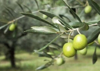 Fiesta del Olivo en Coronel Dorrego: el 3 de marzo vence el plazo para participar de los concursos de poesía y de fotografía