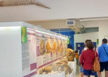 El Museo de Ciencias difundió las cifras de visitantes que pasaron por la sala durante el primer mes de la temporada