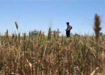 Buenos Aires no es solo el conurbano. Re imaginando el sector agropecuario bonaerense