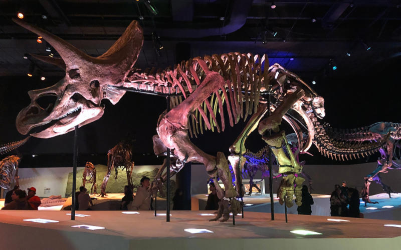 Houston museo
