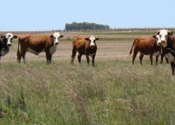 Ganadería en el sudoeste bonaerense