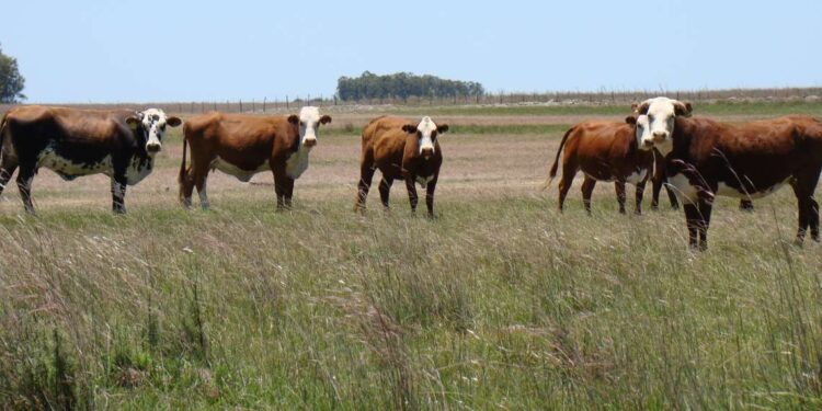 Ganadería en el sudoeste bonaerense