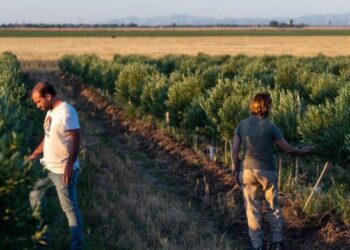 Finca Nobles Caciques en el distrito de Bahía Blanca