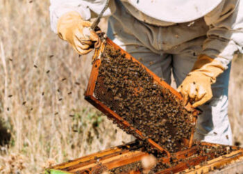 Panorama de la apicultura en el sur de Buenos Aires