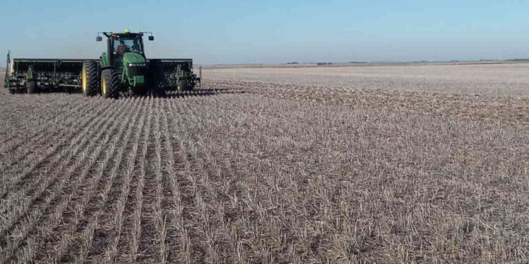 Siembra de granos finos en el sudoeste bonaerense