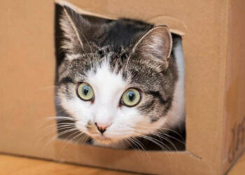 El gato de Schrödinger y el federalismo argentino: una nación entre la realidad y la ficción