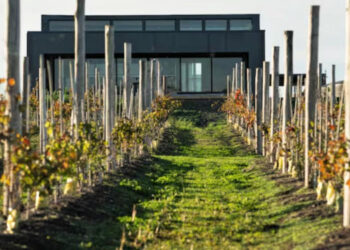 Otra experiencia se suma al desarrollo de vinos de influencia marina en la costa atlántica bonaerense