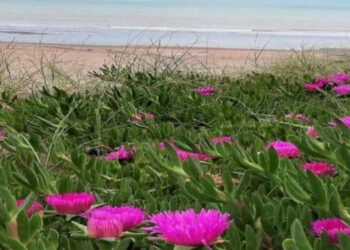 Cuáles son las plantas que desafían al frío en Argentina. Algunas resisten aportando color al paisaje invernal