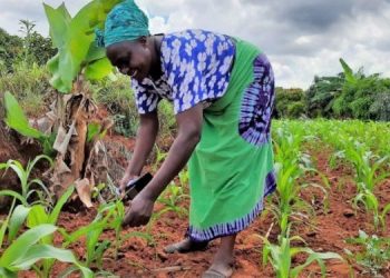 África, futuro granero del mundo. ¿Y el Mercosur? ¿Y Argentina?
