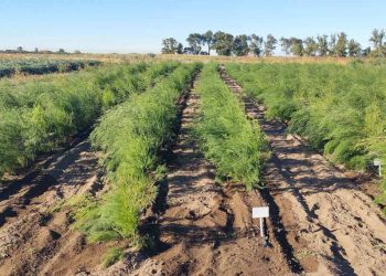 Espárragos en parcela de INTA Ascasubi