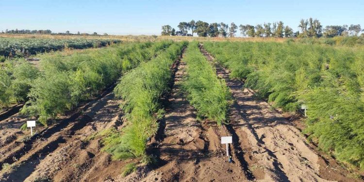 Espárragos en parcela de INTA Ascasubi