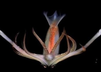 Gran impacto por la difusión de una exploración marina en la costa bonaerense a casi 4 mil metros de profundidad. Cómo ver la transmisión