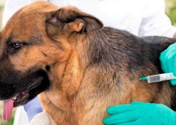 Campaña vacunación animal antirrábica grauita