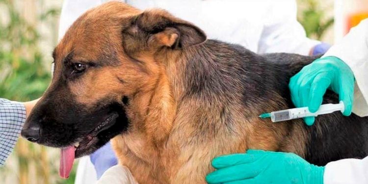 Campaña vacunación animal antirrábica grauita