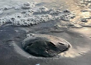 Encope emarginata, popularmente conocido como el 'dólar de arena'