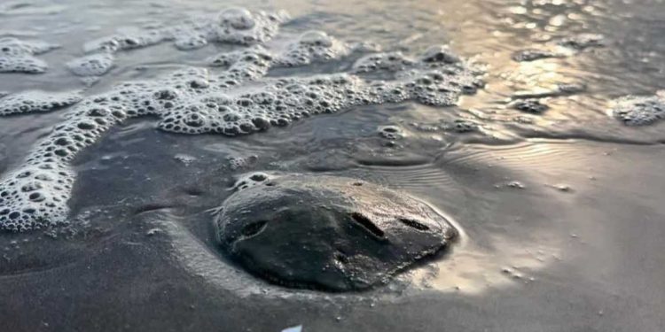 Encope emarginata, popularmente conocido como el 'dólar de arena'