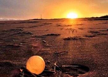 Huevos de Caracol Monte Hermoso