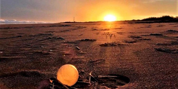 Huevos de Caracol Monte Hermoso