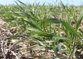 Informe agropecuario. Campaña triguera 2025 en el sudoeste bonaerense actualizado a septiembre