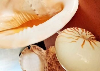 Museo municipal Ciencias de Monte Hermoso