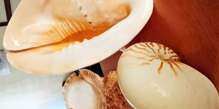 Museo municipal Ciencias de Monte Hermoso