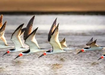 Rayadores en las costas de Monte Hermoso