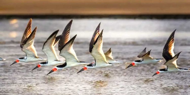 Rayadores en las costas de Monte Hermoso