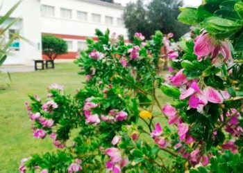 Cuidado de plantas