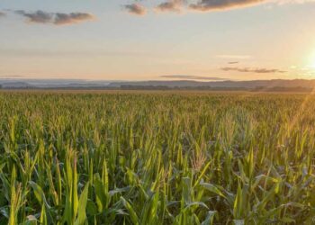 Situación del campo en Buenos Aires