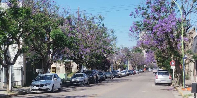 jacarandás en Bahía Blanca