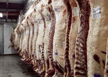 Industria frigorífica en la región sudoeste