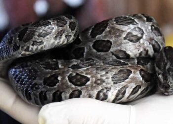 Ofidios en Monte Hermoso