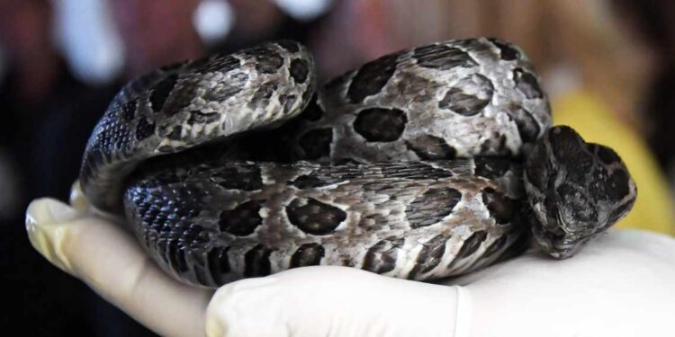 Ofidios en Monte Hermoso