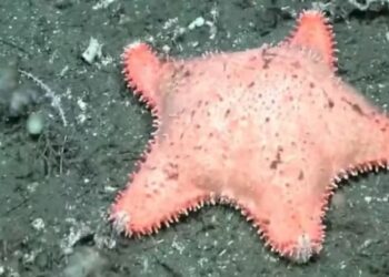 Expedición científica CONICET