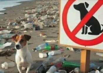 Contaminación de playas