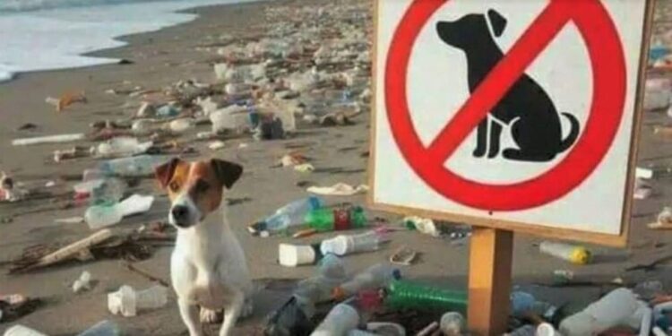 Contaminación de playas