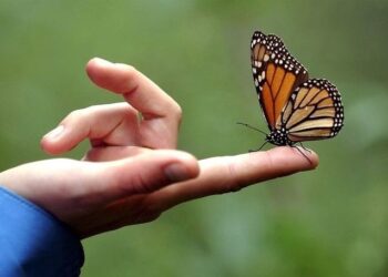 Dichos y palabras. Ojo al piojo con algunos dichos o refranes que riman. Tranca palanca, y a otra cosa mariposa