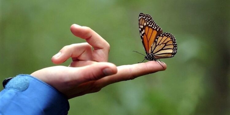 Dichos y palabras. Ojo al piojo con algunos dichos o refranes que riman. Tranca palanca, y a otra cosa mariposa