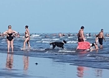 Mascotas en la playa de Monte Hermoso