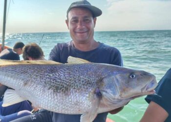 Pesca de una corvina rubia de 7 kilos en Monte Hermoso