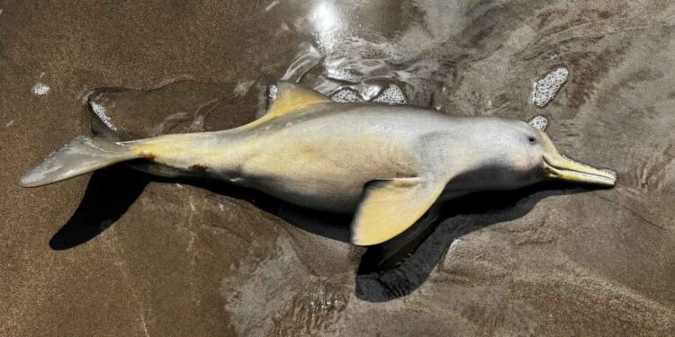 Delfin en Sauce Grande