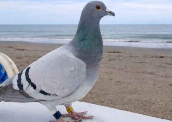 El faro, el dron y la paloma mensajera