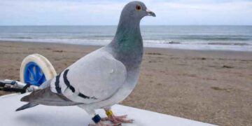 El faro, el dron y la paloma mensajera