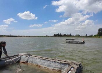 Buscan recuperar poblaciones de pejerrey